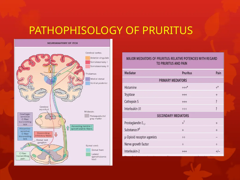 Pruritus DR. Anwar Issa Hasan 25/11/2018 pruritus - slide 6 of 16