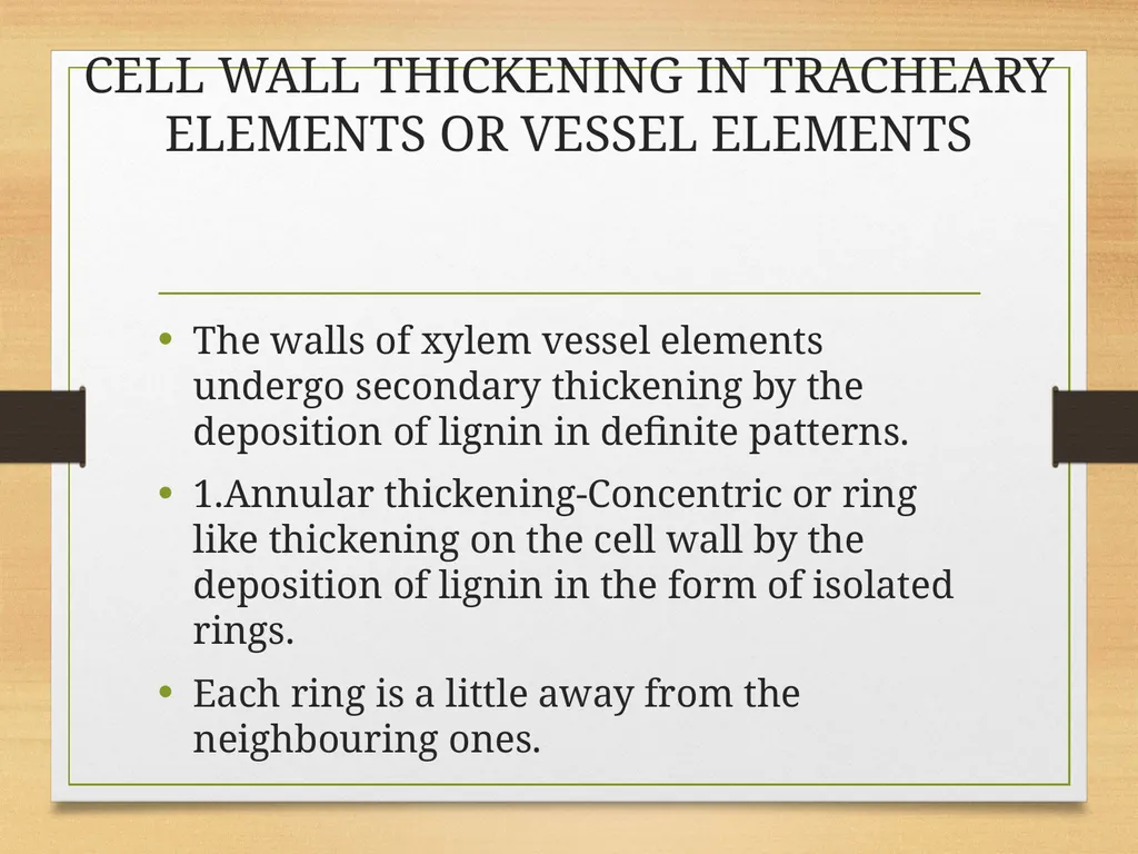 COMPLEX TISSUES Presented by Jipcy Mol.P COMPLEX - slide 17 of 33