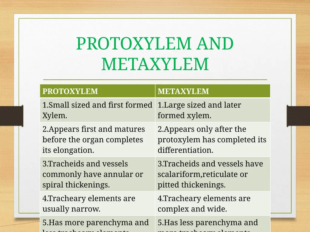 COMPLEX TISSUES Presented by Jipcy Mol.P COMPLEX - slide 32 of 33