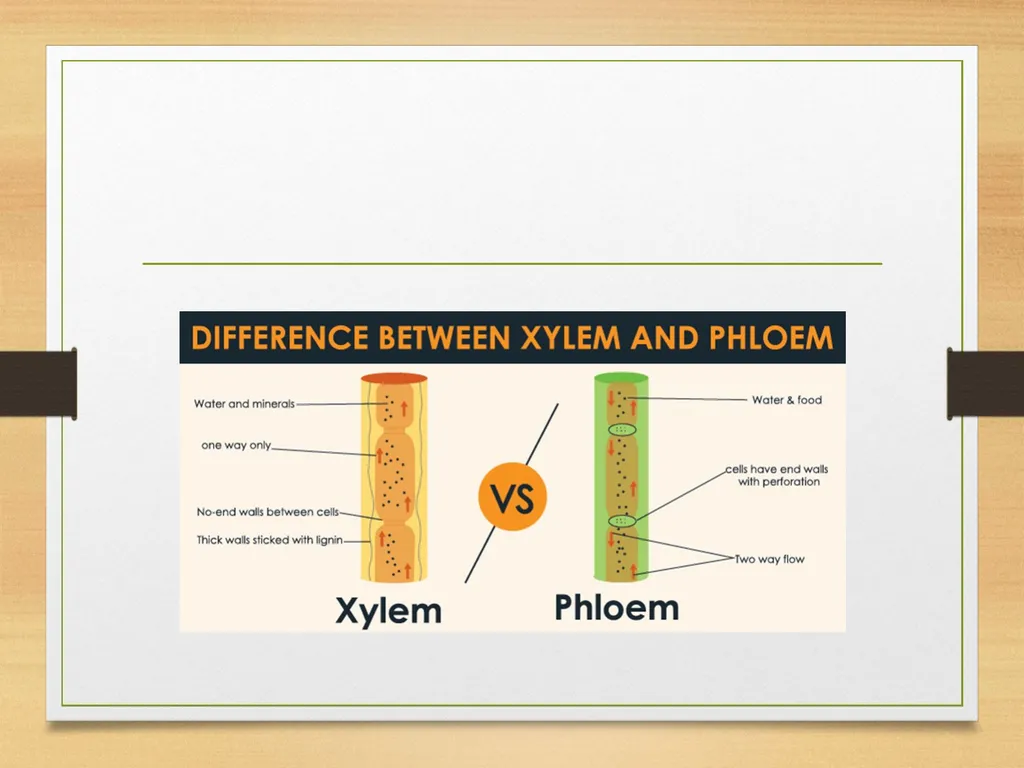 COMPLEX TISSUES Presented by Jipcy Mol.P COMPLEX - slide 5 of 33