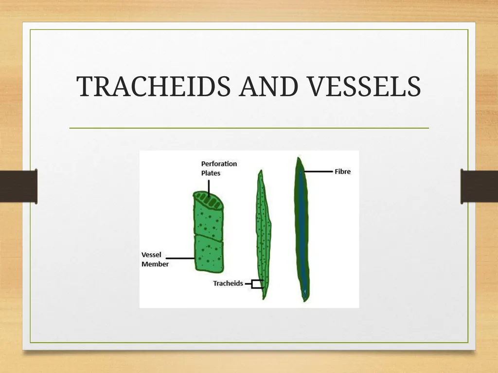 COMPLEX TISSUES Presented by Jipcy Mol.P COMPLEX - slide 4 of 33
