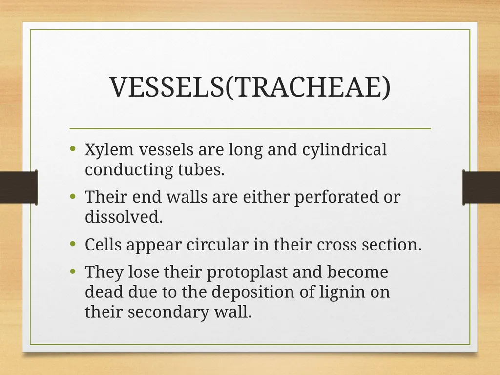 COMPLEX TISSUES Presented by Jipcy Mol.P COMPLEX - slide 12 of 33