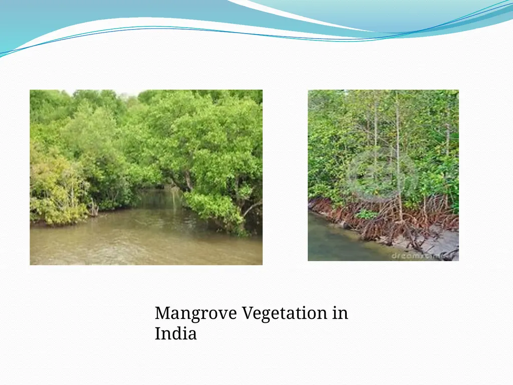 Mangroves Prof. Mrs. Manisha Gurme Dept.Of Botany - slide 3 of 15