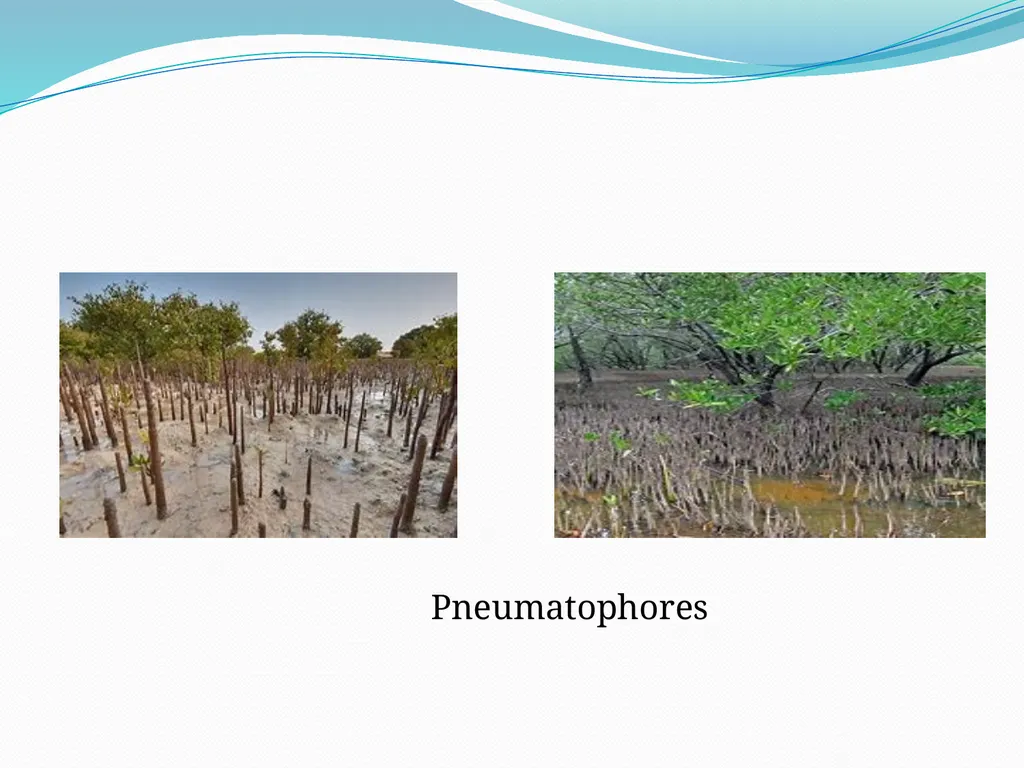 Mangroves Prof. Mrs. Manisha Gurme Dept.Of Botany - slide 8 of 15