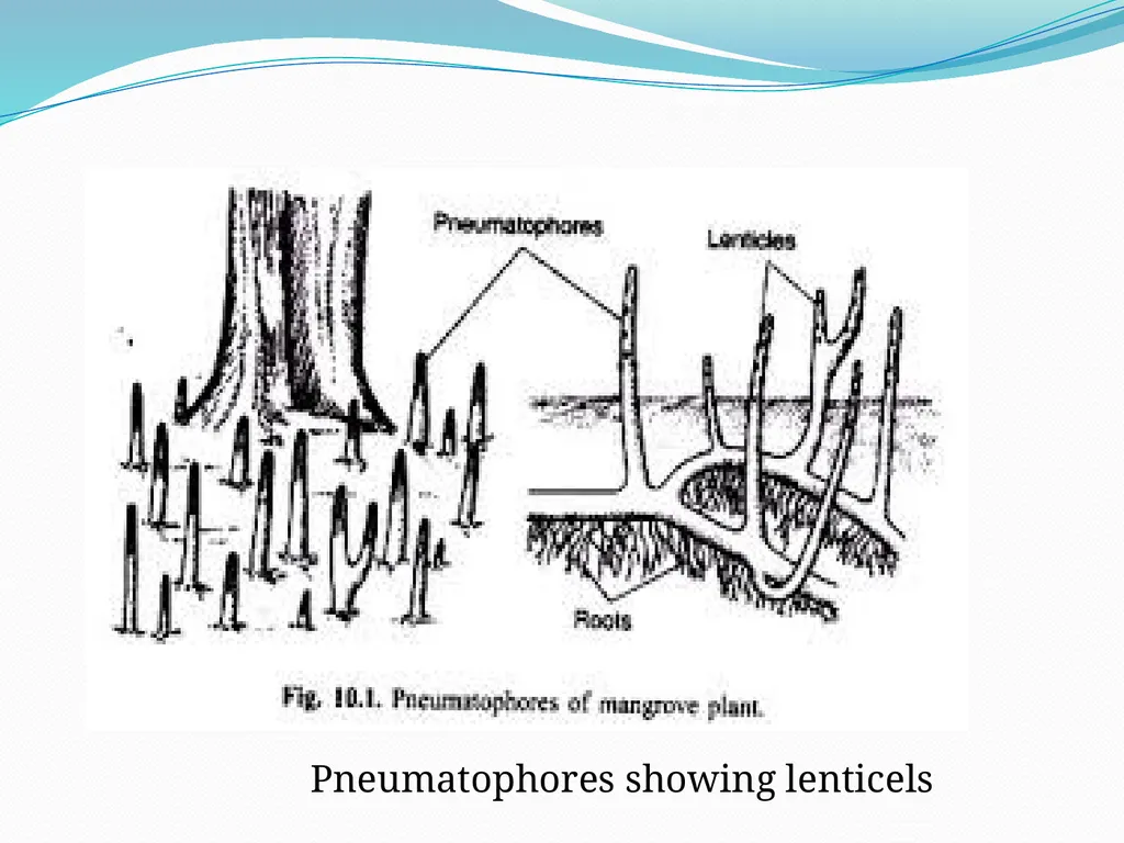 Mangroves Prof. Mrs. Manisha Gurme Dept.Of Botany - slide 10 of 15