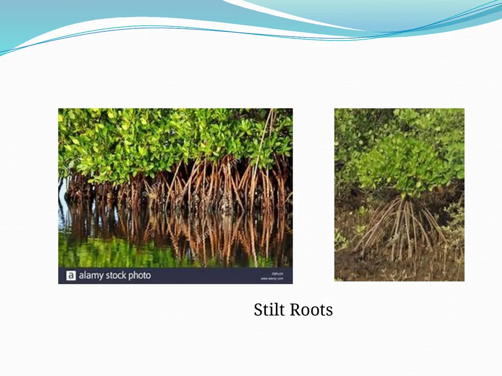 Mangroves Prof. Mrs. Manisha Gurme Dept.Of Botany - slide 6 of 15