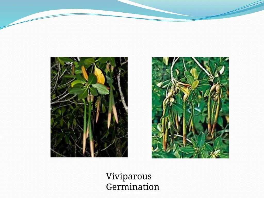 Mangroves Prof. Mrs. Manisha Gurme Dept.Of Botany - slide 12 of 15