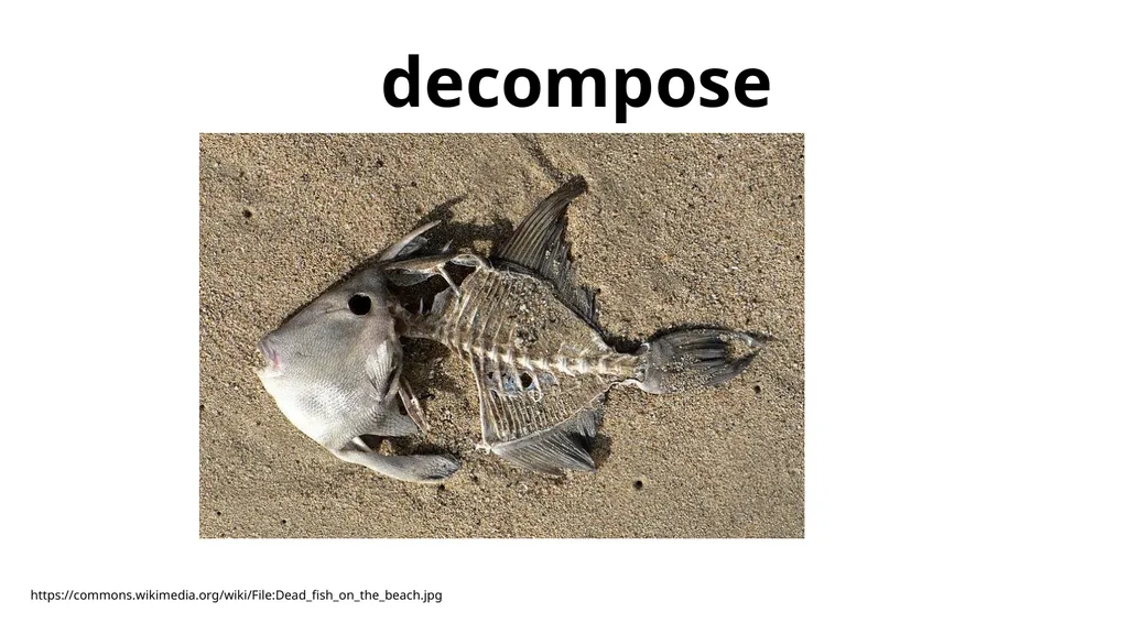 decompose - slide 3 of 9
