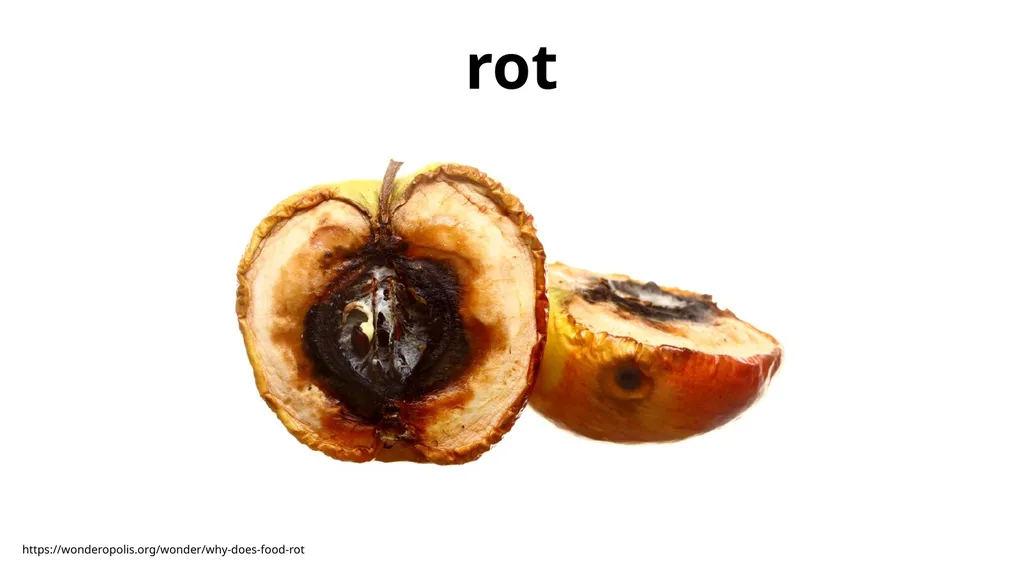 decompose - slide 4 of 9