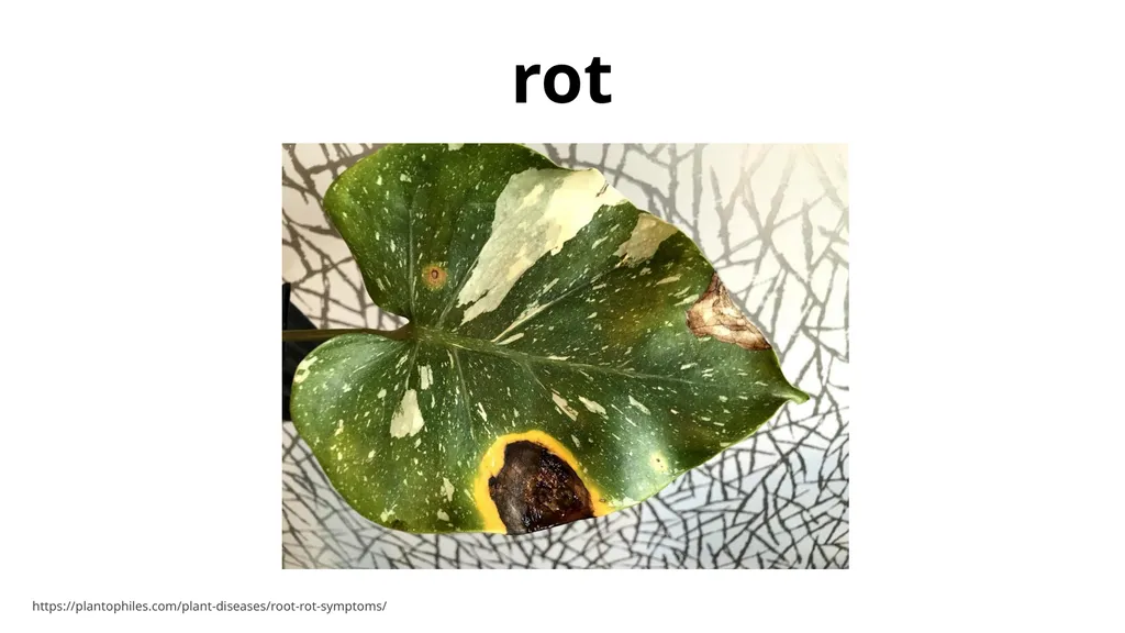 decompose - slide 5 of 9