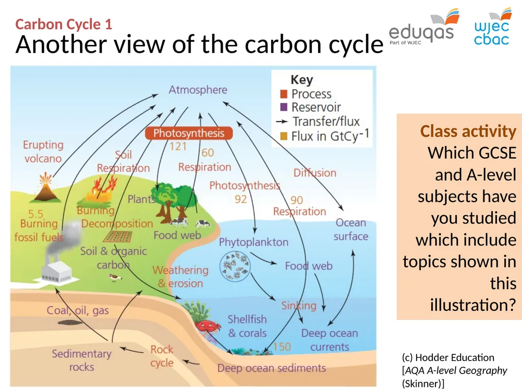 CARBON CYCLE 1 : system concepts WJEC Focus Box - slide 4 of 13