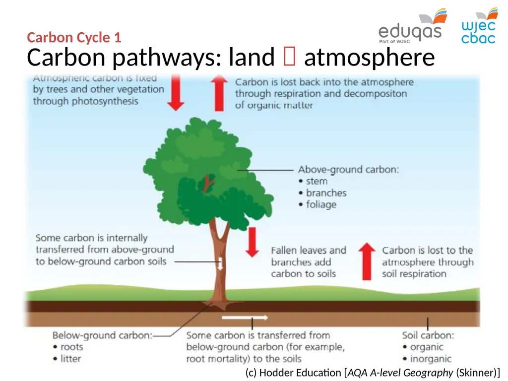 CARBON CYCLE 1 : system concepts WJEC Focus Box - slide 5 of 13