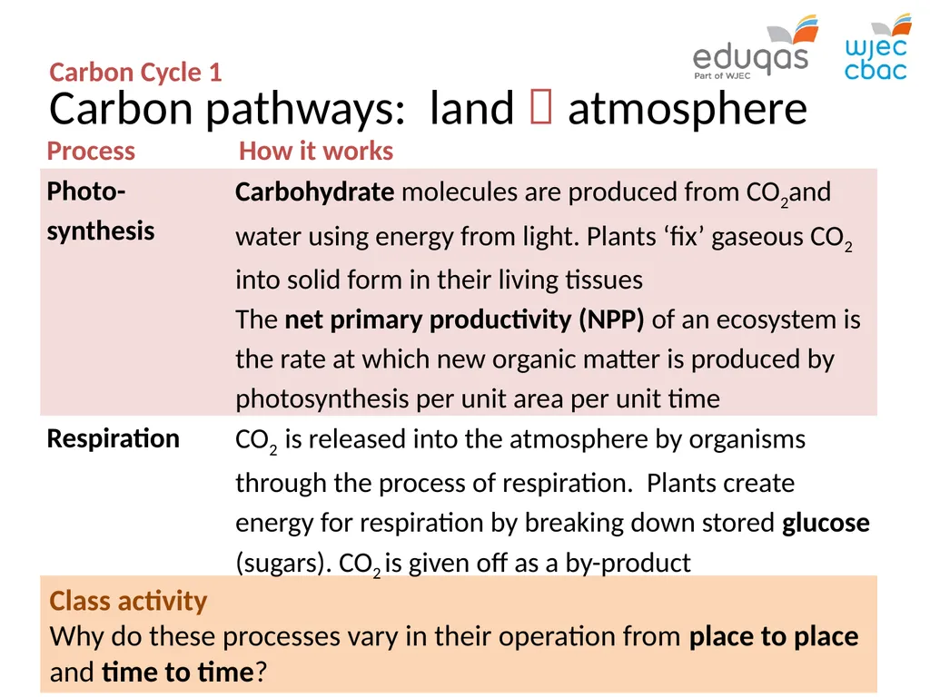 CARBON CYCLE 1 : system concepts WJEC Focus Box - slide 6 of 13