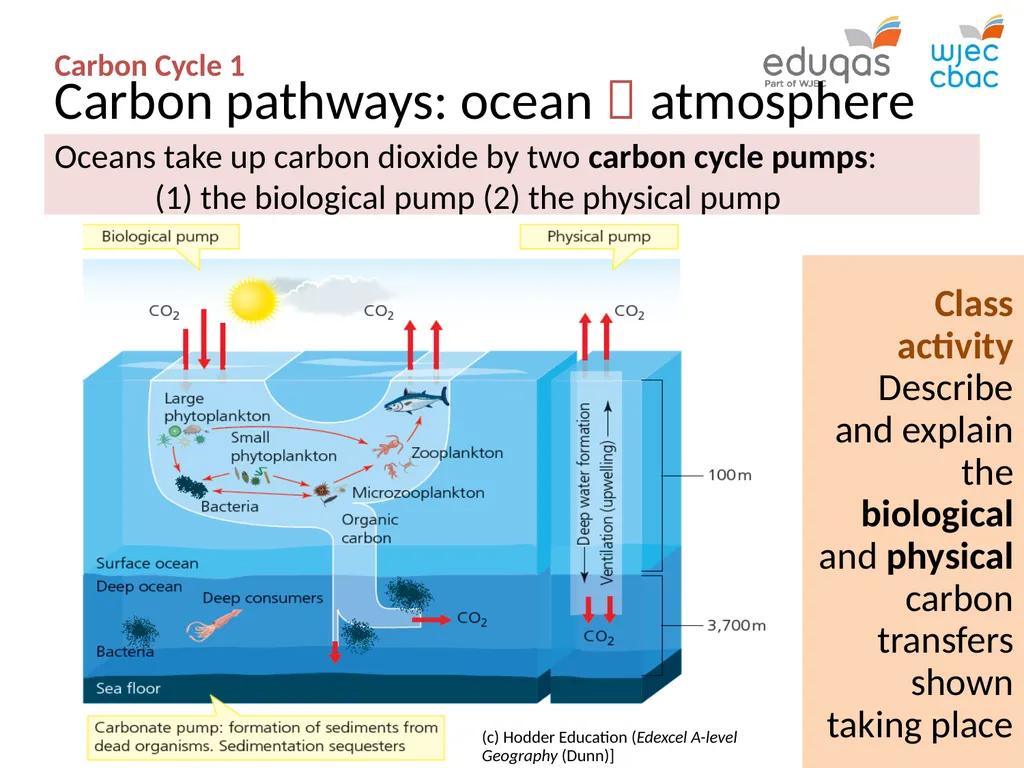 CARBON CYCLE 1 : system concepts WJEC Focus Box - slide 8 of 13