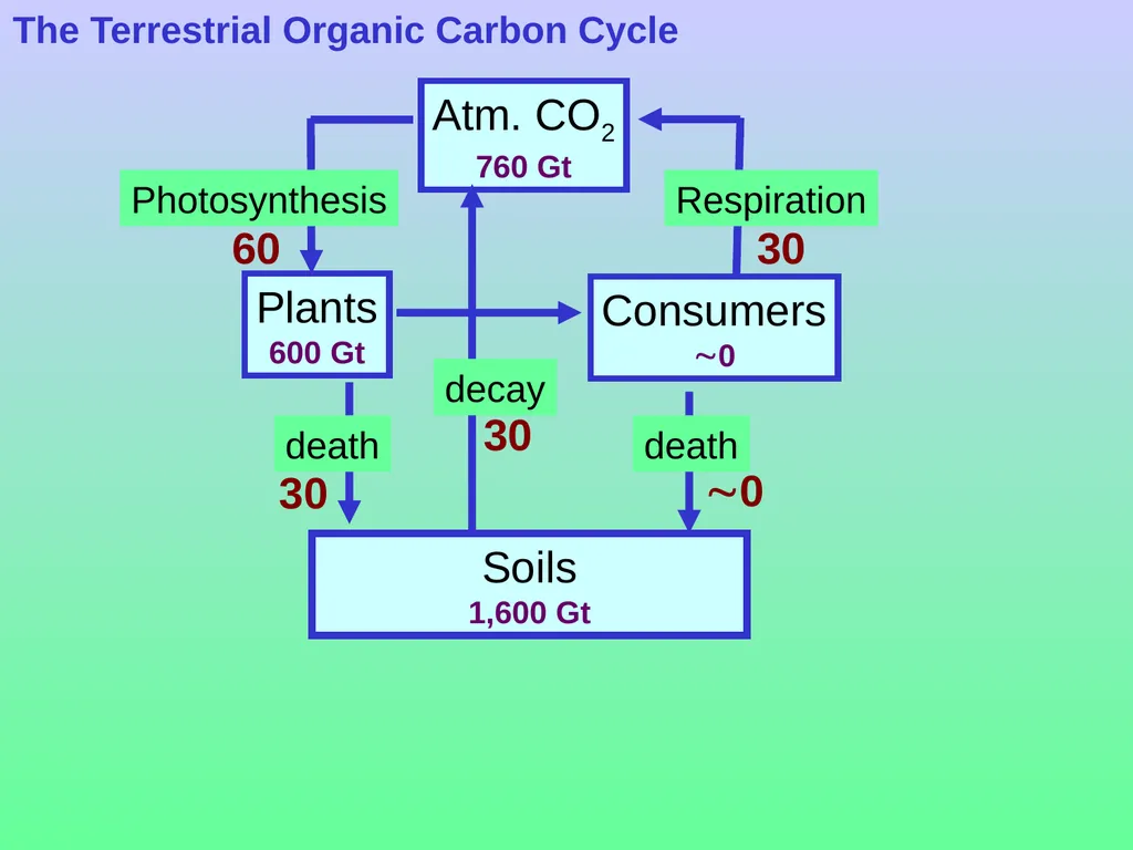 Chapter 8—Part 1 Fluxes and reservoirs/ The - slide 25 of 33