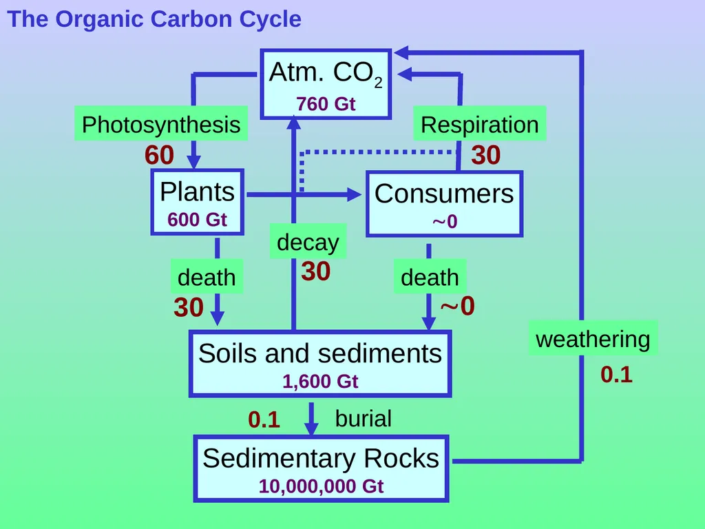 Chapter 8—Part 1 Fluxes and reservoirs/ The - slide 30 of 33