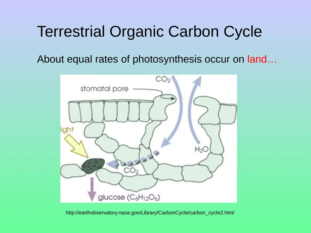 Chapter 8—Part 1 Fluxes and reservoirs/ The - slide 16 of 33