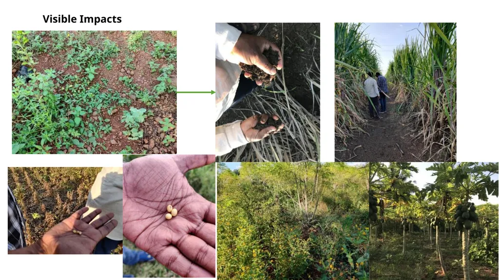 Zero budget natural farming Exploratory Fieldwork - slide 7 of 17