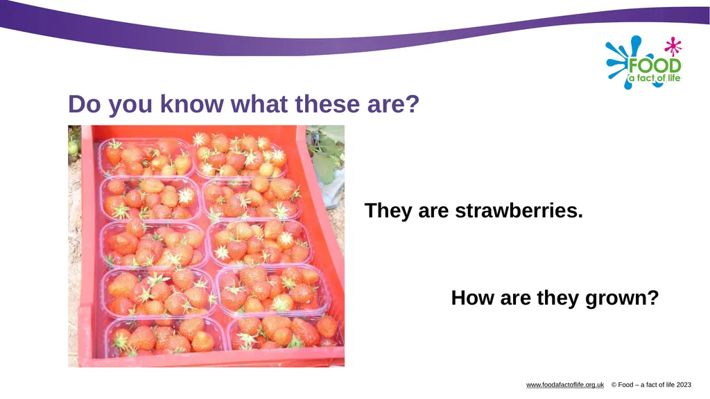 Growing strawberries Do you know what these are? - slide 2 of 18