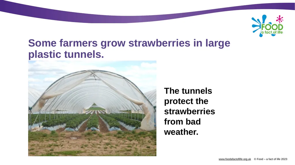 Growing strawberries Do you know what these are? - slide 10 of 18