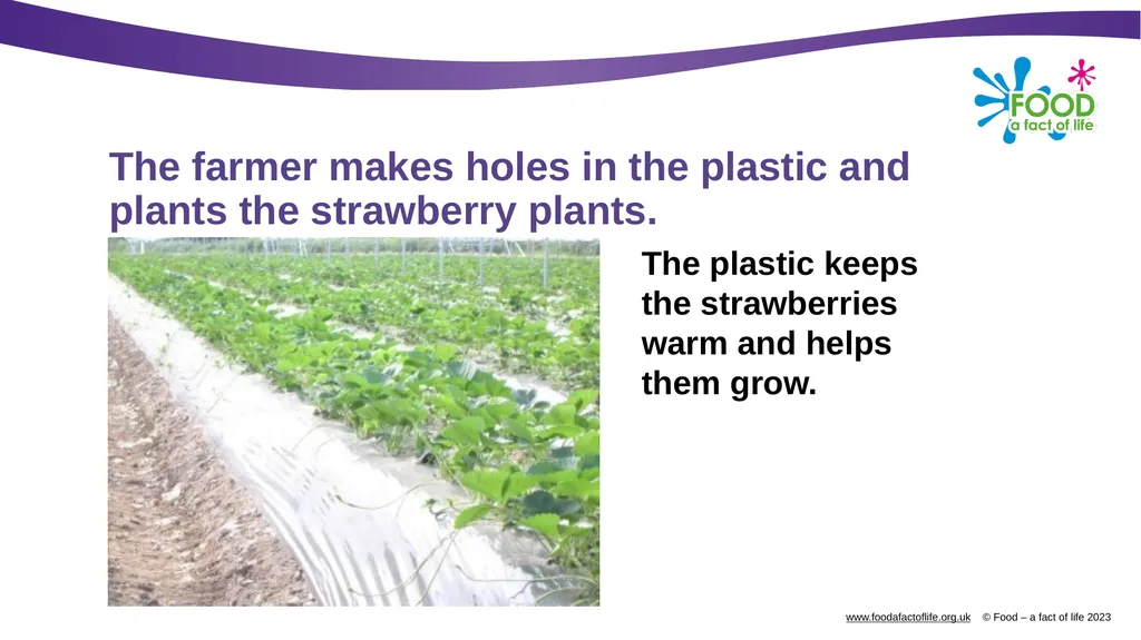 Growing strawberries Do you know what these are? - slide 6 of 18