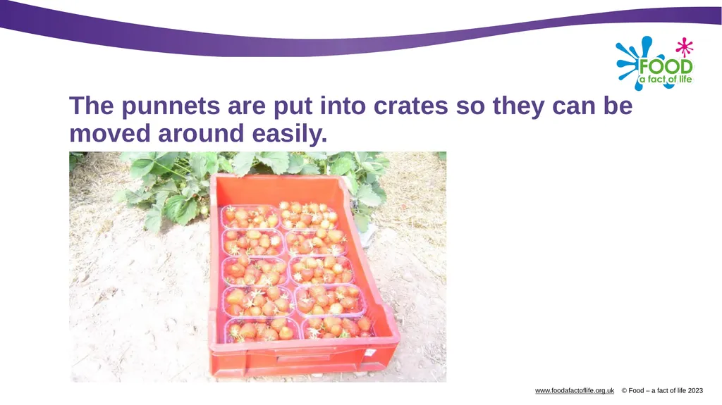 Growing strawberries Do you know what these are? - slide 14 of 18
