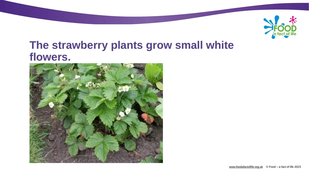 Growing strawberries Do you know what these are? - slide 7 of 18