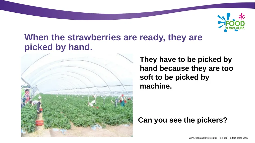 Growing strawberries Do you know what these are? - slide 12 of 18