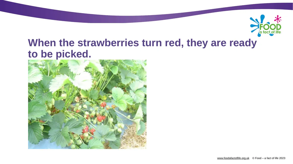 Growing strawberries Do you know what these are? - slide 9 of 18