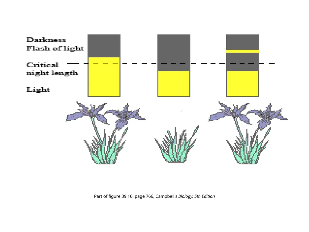 Plant Physiology : lecture :(5) by Dr. Manal Zbari - slide 14 of 26