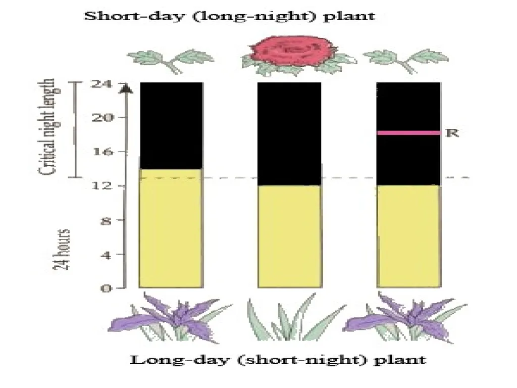 Plant Physiology : lecture :(5) by Dr. Manal Zbari - slide 17 of 26