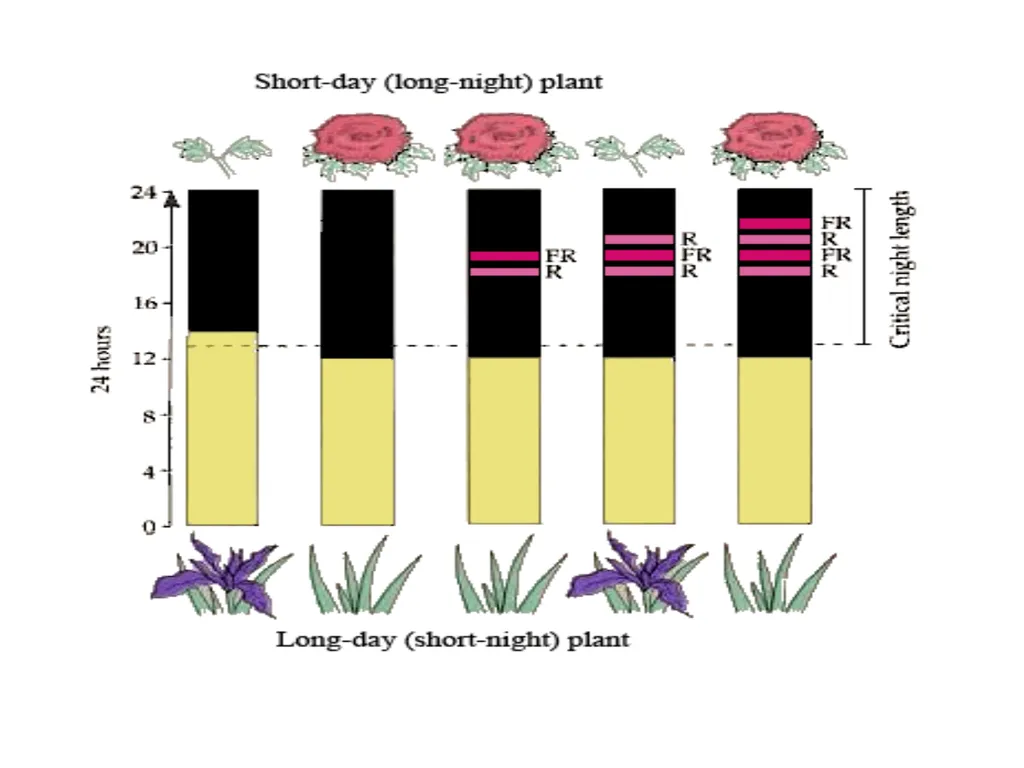 Plant Physiology : lecture :(5) by Dr. Manal Zbari - slide 19 of 26