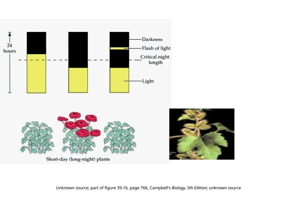 Plant Physiology : lecture :(5) by Dr. Manal Zbari - slide 12 of 26