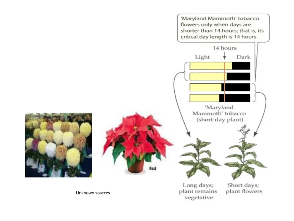Plant Physiology : lecture :(5) by Dr. Manal Zbari - slide 4 of 26