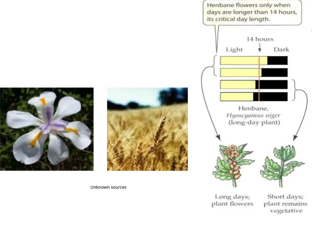 Plant Physiology : lecture :(5) by Dr. Manal Zbari - slide 6 of 26