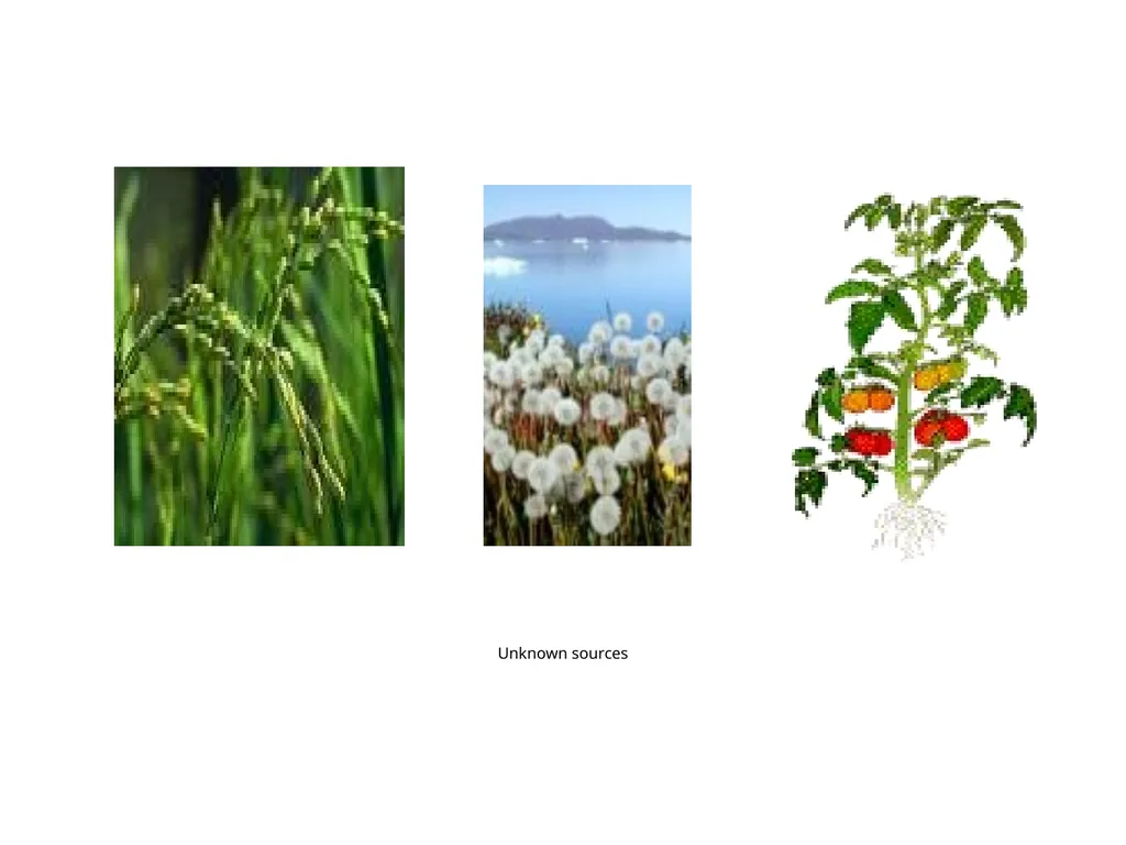 Plant Physiology : lecture :(5) by Dr. Manal Zbari - slide 8 of 26