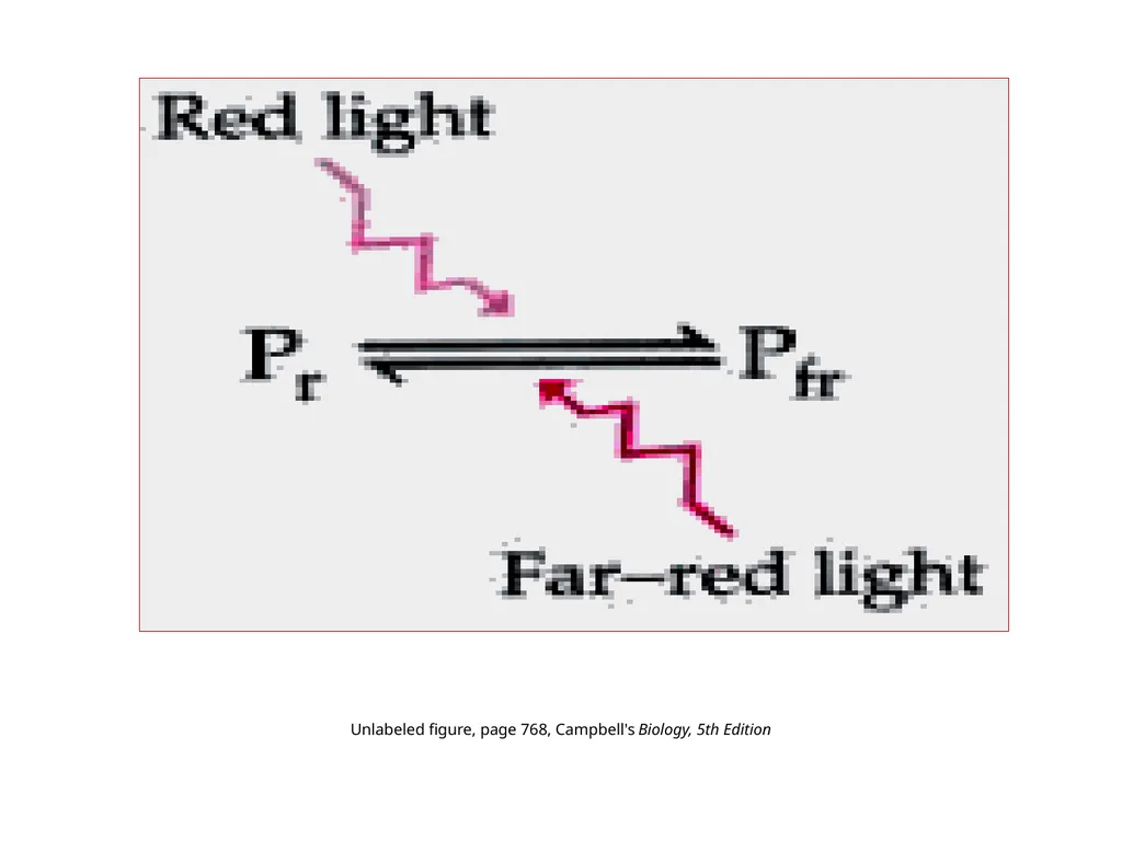 Plant Physiology : lecture :(5) by Dr. Manal Zbari - slide 21 of 26