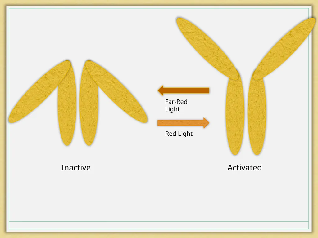 Photoperiod The Floral Initiator GrowNextGen.org - slide 12 of 13