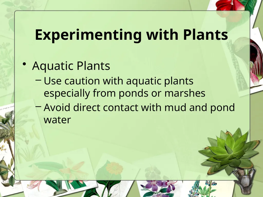 Science Safety: Plants in the Classroom Key - slide 12 of 15