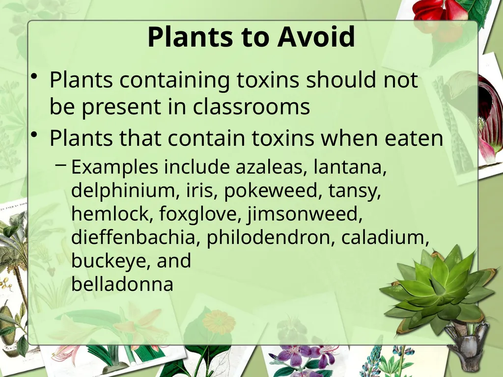 Science Safety: Plants in the Classroom Key - slide 6 of 15