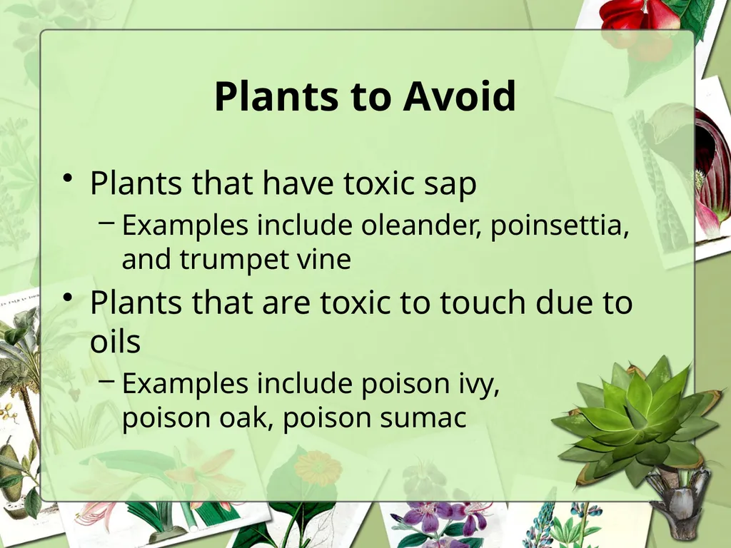 Science Safety: Plants in the Classroom Key - slide 7 of 15