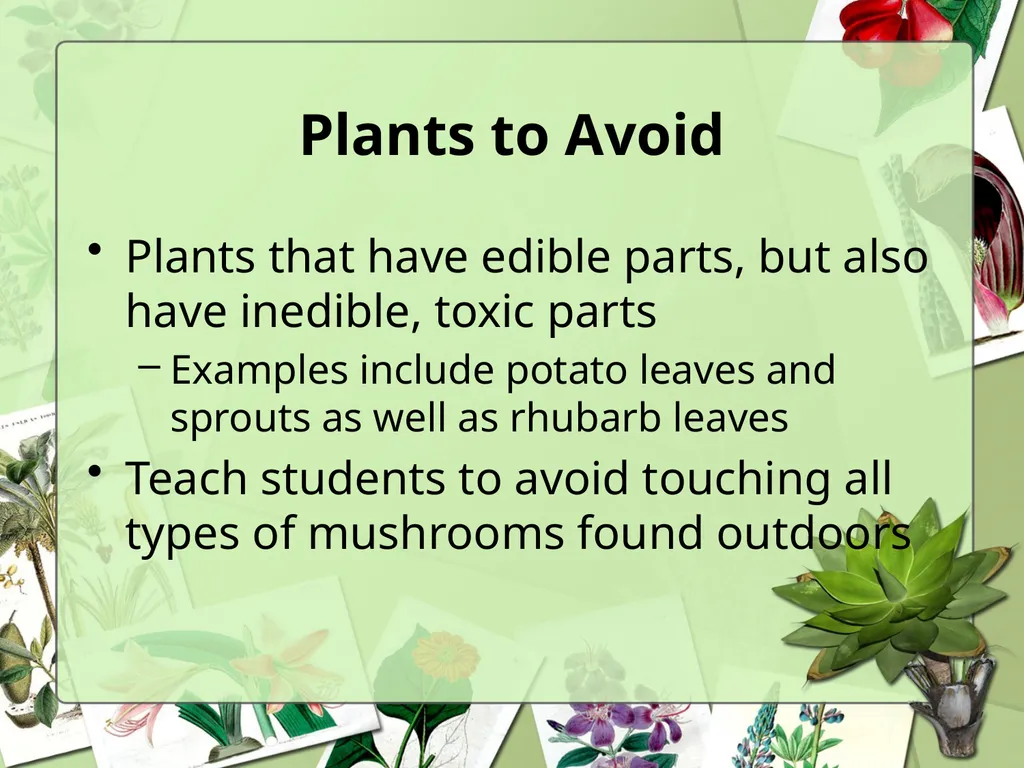 Science Safety: Plants in the Classroom Key - slide 8 of 15