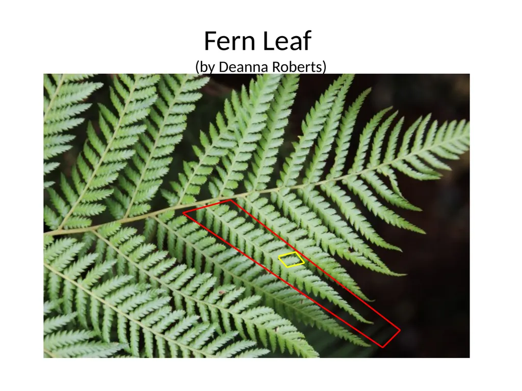 Fractals Self-similar Repeating pattern Result: - slide 3 of 9