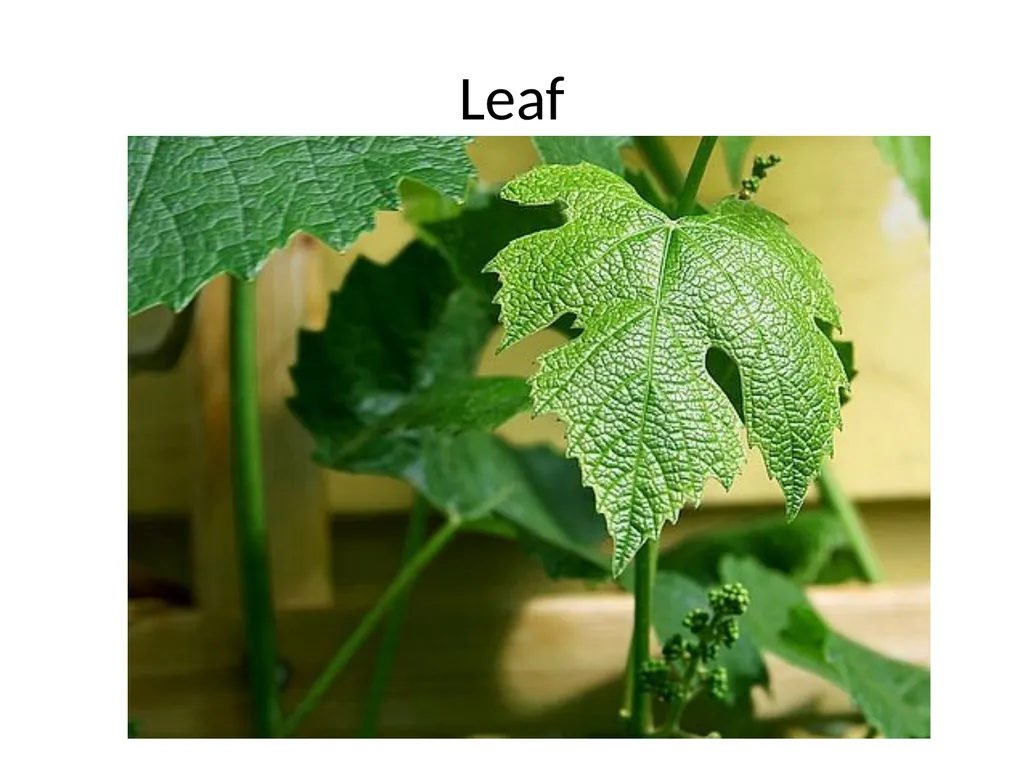 Fractals Self-similar Repeating pattern Result: - slide 4 of 9