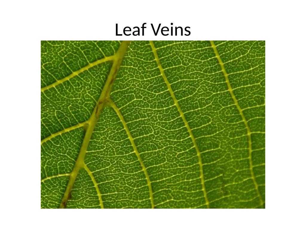 Fractals Self-similar Repeating pattern Result: - slide 5 of 9