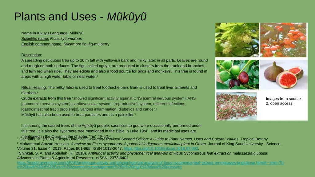 Case Study #2 - Ethnobotany in Kenya Rebecca - slide 6 of 8