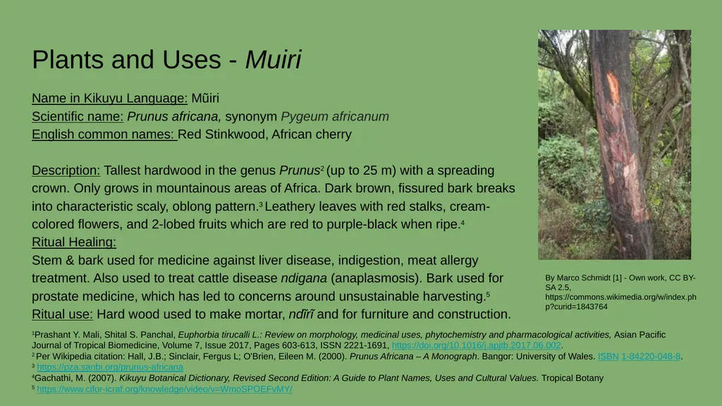 Case Study #2 - Ethnobotany in Kenya Rebecca - slide 3 of 8