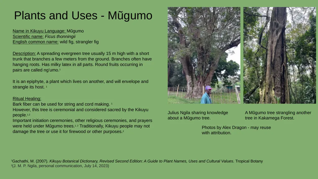 Case Study #2 - Ethnobotany in Kenya Rebecca - slide 7 of 8
