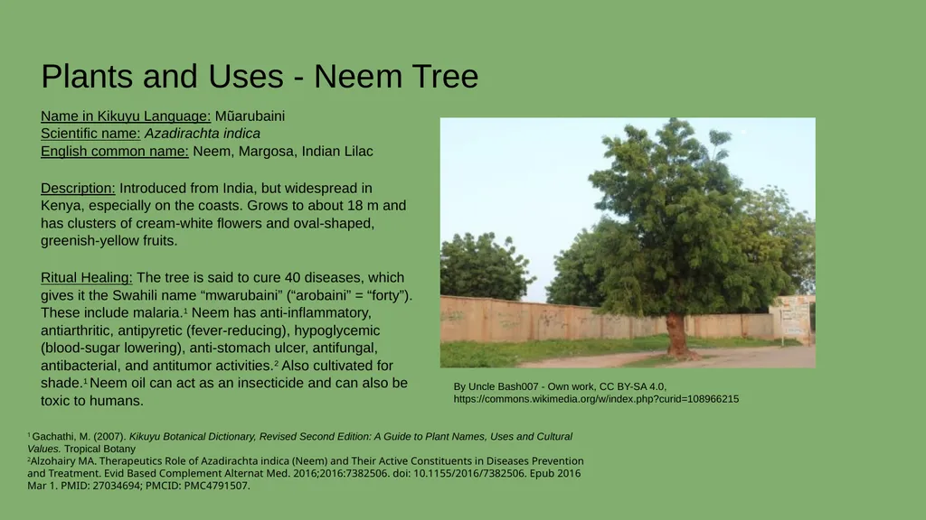 Case Study #2 - Ethnobotany in Kenya Rebecca - slide 5 of 8