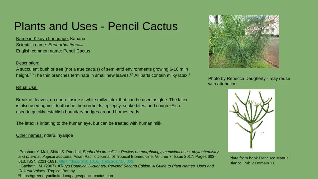 Case Study #2 - Ethnobotany in Kenya Rebecca - slide 4 of 8
